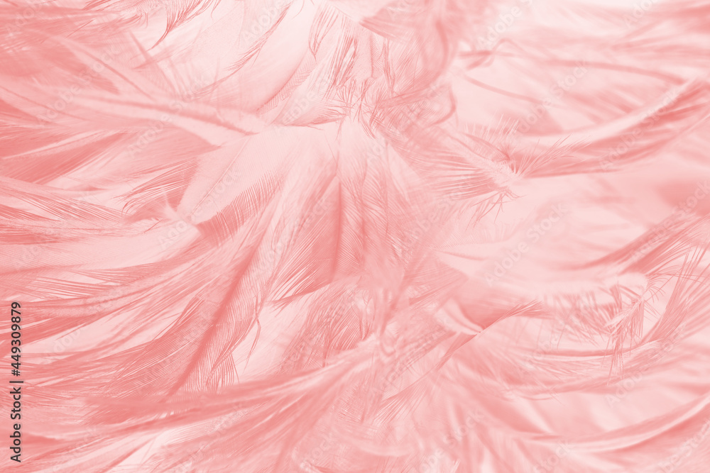 Beautiful light pink feather pattern texture background Beautiful light pink feather pattern texture background