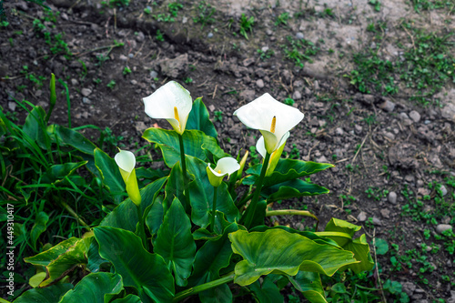 Calla Lily flower on the garden photo