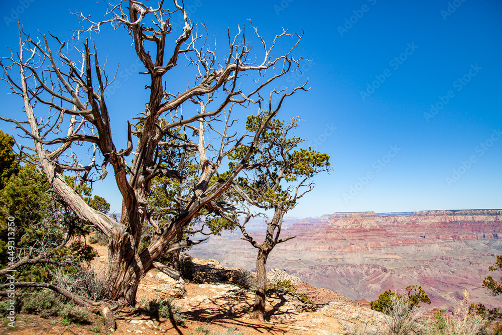 Dead trees overlooking the Grand Canyon in Arizona, USA