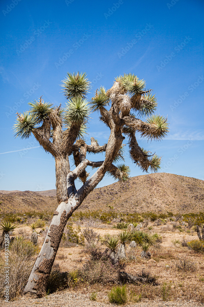 Joshua Tree along the road through the desert in the USA