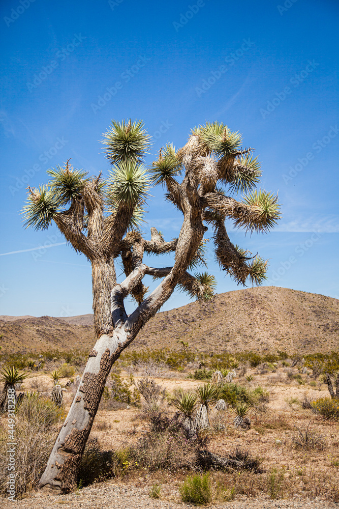 Joshua Tree along the road through the desert in the USA Joshua Tree along the road through the desert in the USA