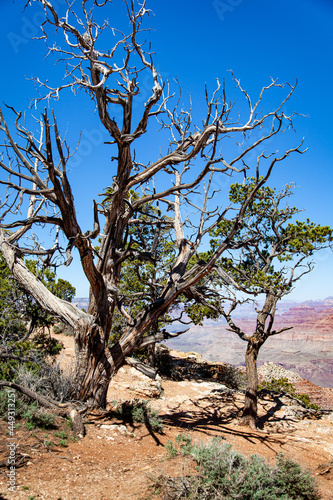 Dead trees overlooking the Grand Canyon in Arizona, USA