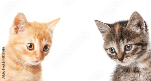 Fototapeta Naklejka Na Ścianę i Meble -  Cute funny kittens on white background