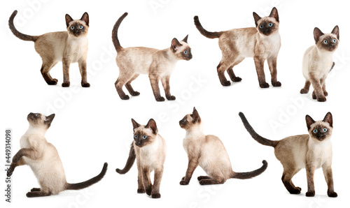 Set of cute Thai cat on white background