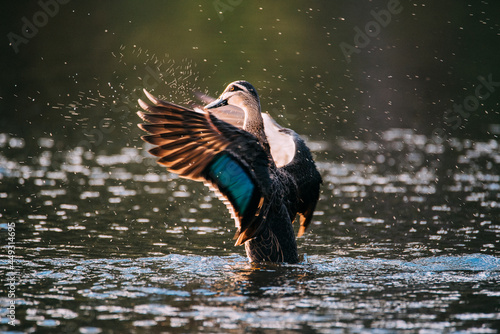Pacific black duck bathing at sunset photo