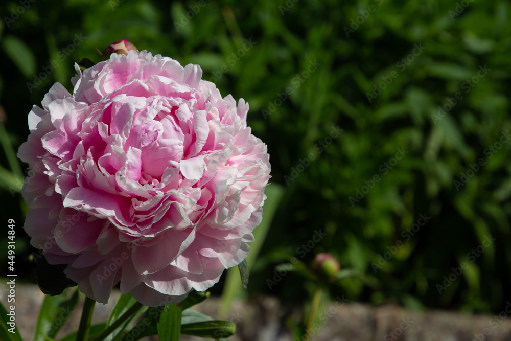 Pink colored bush peony, also called Paeonia suffruticosa