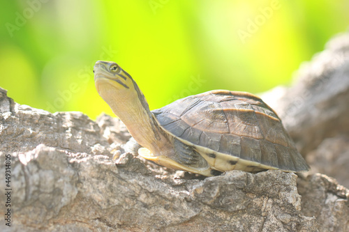 An Amboina Box Turtle or Southeast Asian Box Turtle is basking. This shelled reptile has the scientific name Coura amboinensis.  photo
