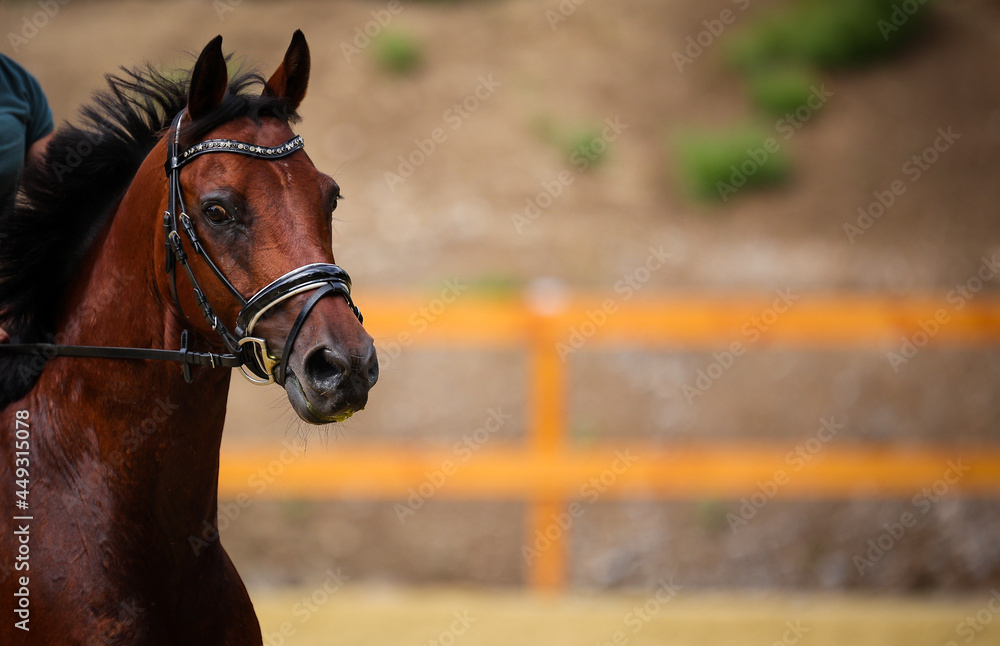 Obraz premium Terrified horse head portraits in full parade..