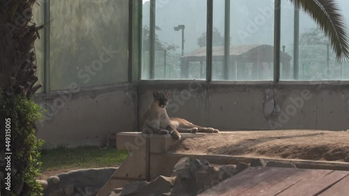 a cougar lying on a concrete wall resting in the Huachipa zoo in the daytime in 4k photo