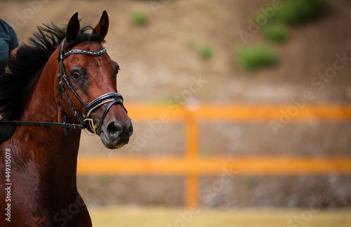 Terrified horse head portraits in full parade..