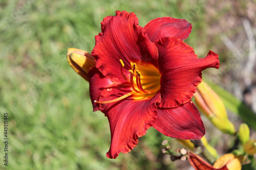 Shallow focus shot of red daylily flowers growing in the garden - for backgrounds photo