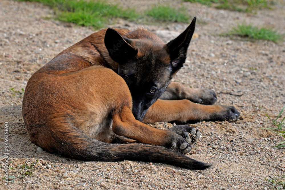 A three-month-old Belgian Malinois puppy dog named Alex lives in Fasty near Białystok in Podlasie, Poland. A three-month-old Belgian Malinois puppy dog named Alex lives in Fasty near Białystok in Podlasie, Poland.