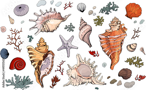 Colored seashells vector set. 
Hand drawn illustration on white background. Collection of realistic sketches. Mollusk sea shells different forms, echinus, sea-urchin, starfish, seaweed, coral, clam. photo
