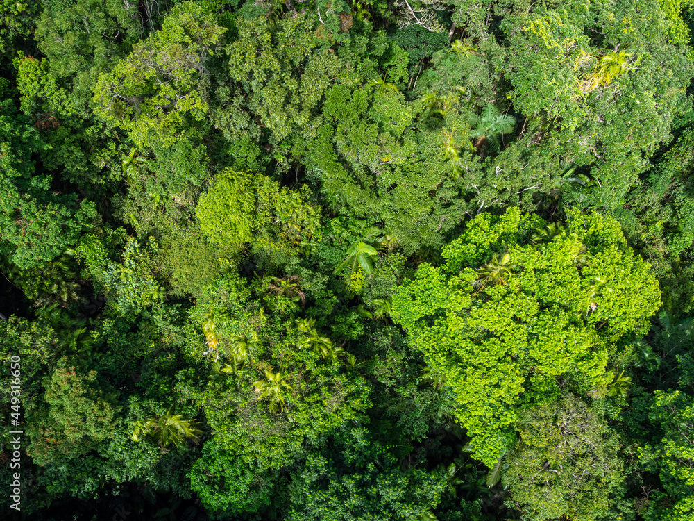Aerial Photo of Tropical Rainforest Canopy North Queensland
