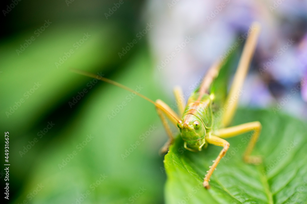 Fototapeta premium Grasshopper