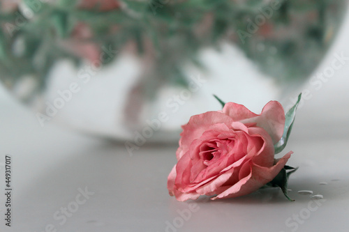 plate, red, vegetarian, Rose, water