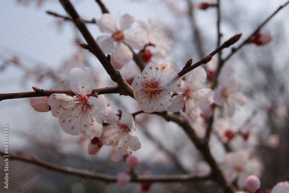 Pink cherry blossoms bloomed on tree branches in Korea spring. Pink cherry blossoms bloomed on tree branches in Korea spring.