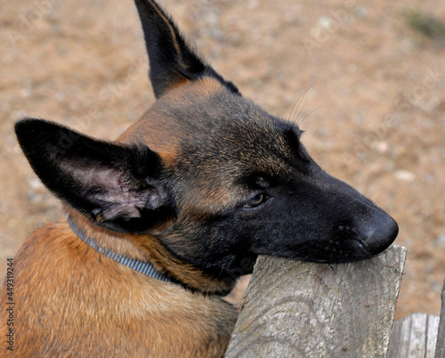 A three-month-old Belgian Malinois puppy dog named Alex lives in Fasty near Bia  ystok in Podlasie  Poland.