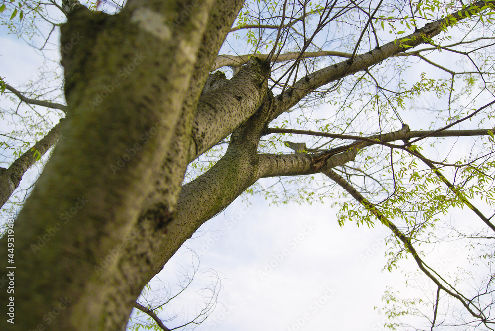 Green sprouts sprout on the branches of trees in spring. Green sprouts sprout on the branches of trees in spring.