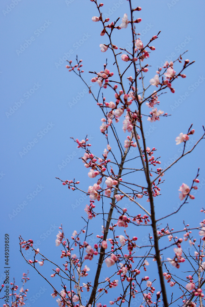 Pink cherry blossoms bloomed on tree branches in Korea spring. Pink cherry blossoms bloomed on tree branches in Korea spring.