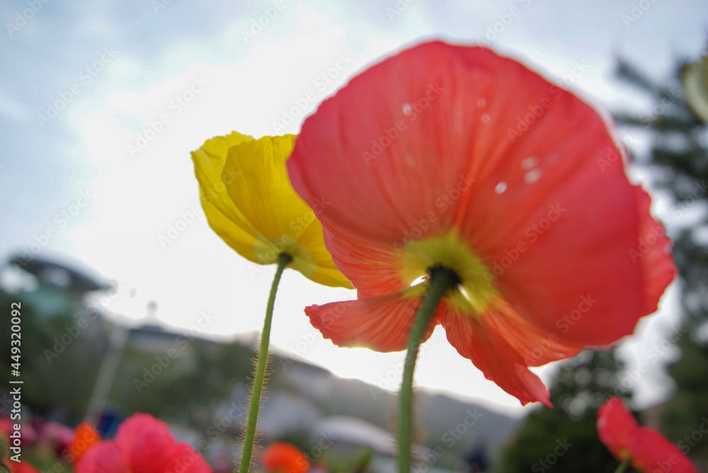 Obraz premium Yellow and red Mohnblumen flowers