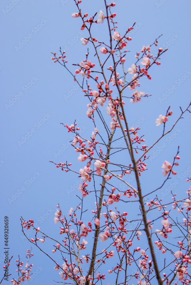 Pink cherry blossoms bloomed on tree branches in Korea spring. Pink cherry blossoms bloomed on tree branches in Korea spring.