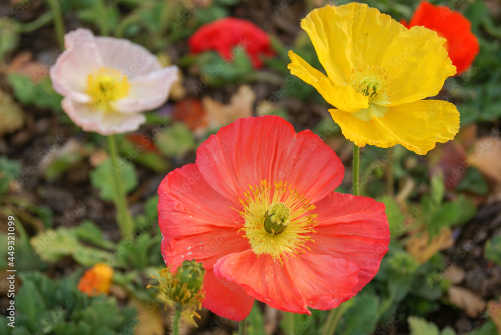 Mohnblumen flowers in white, yellow, and red. Mohnblumen flowers in white, yellow, and red.