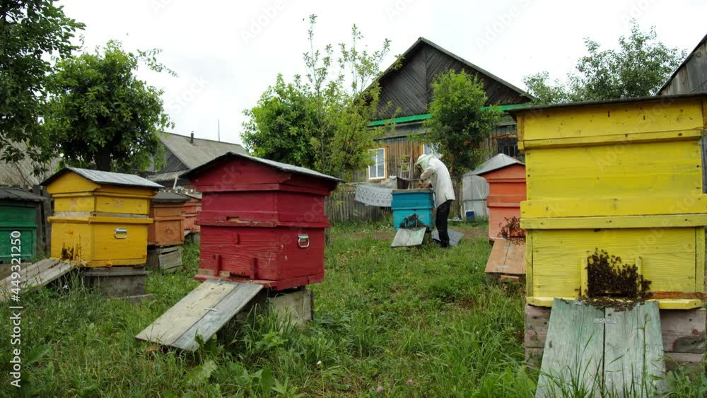 The beekeeper works with a blue hive in his area. Around him are hives of other colors. The man is wearing a white protective suit. You can see the bees flying around The beekeeper works with a blue hive in his area. Around him are hives of other colors. The man is wearing a white protective suit. You can see the bees flying around