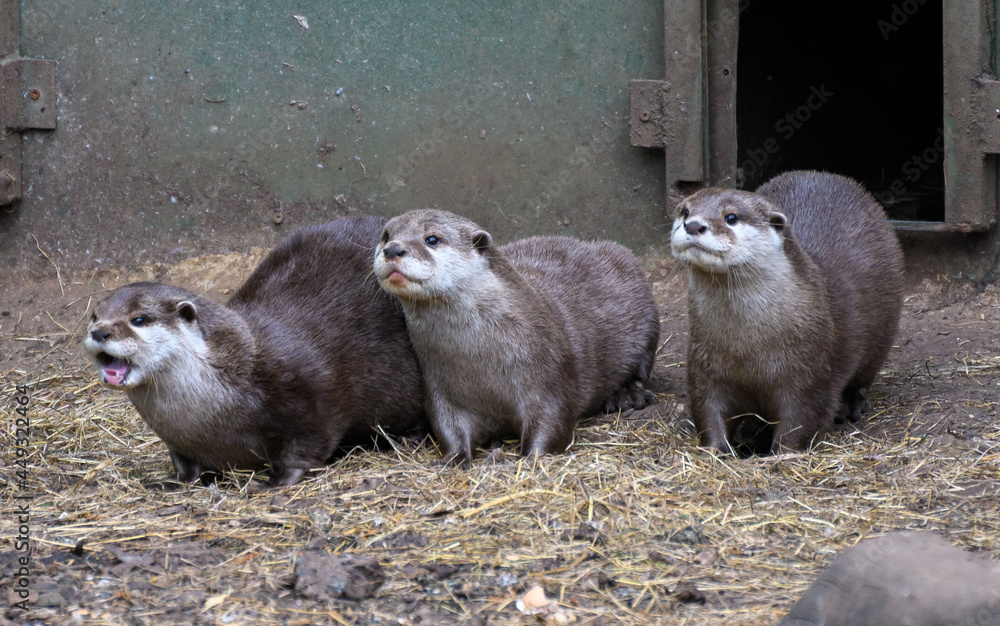 Asian Small Clawed Otters Asian Small Clawed Otters