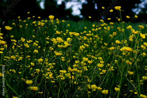 Field with yellow flowers. summer day. atmospheric and dark background.