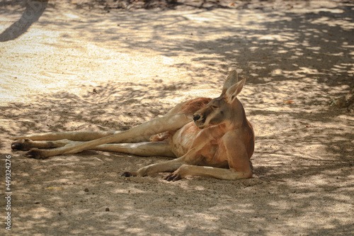 Canvas Print Big red kangaroo resting under the shade of a tree