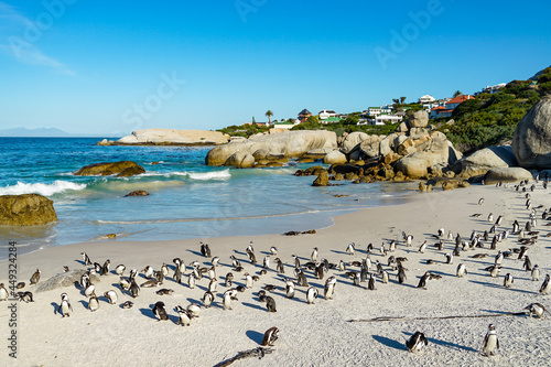Horde of wild African penguins on Boulders Beach, South Africa