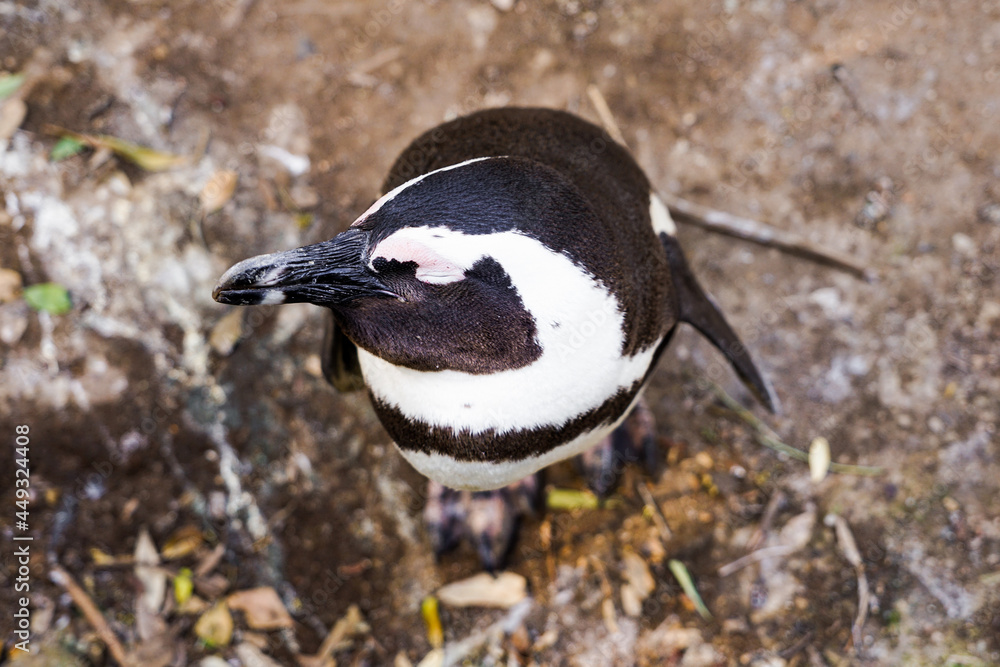 Obraz premium Profile close-up of African penguin with closed eyes