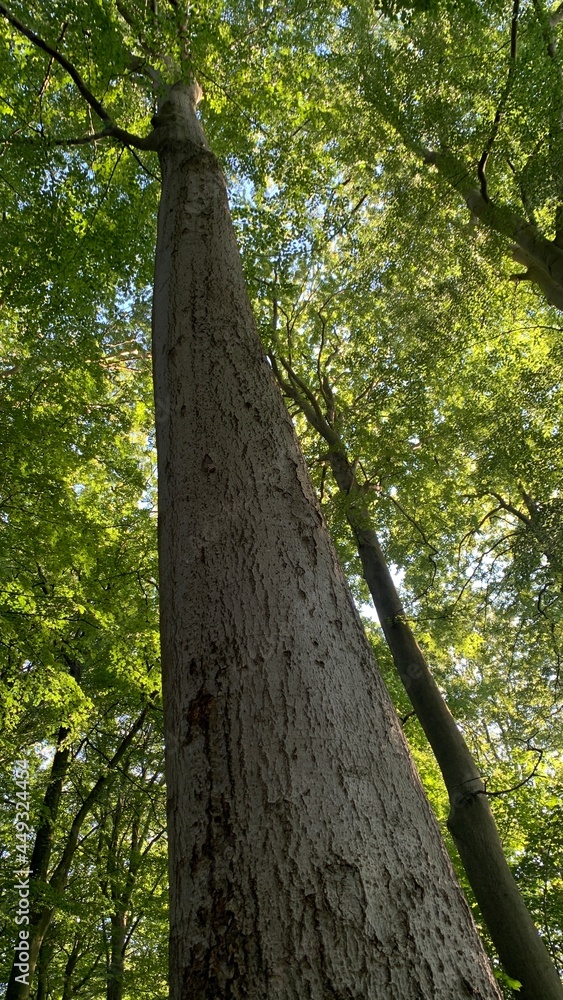 Fototapeta premium tree in the forest