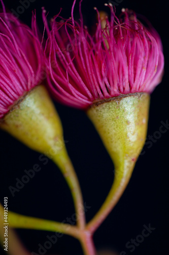 Close up of pink iron bark (eucalyptus) flowers photo