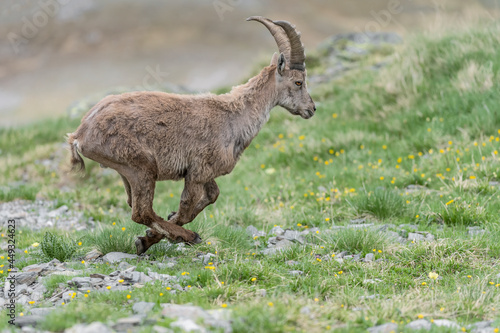 Alpine ibex run away  Capra ibex 