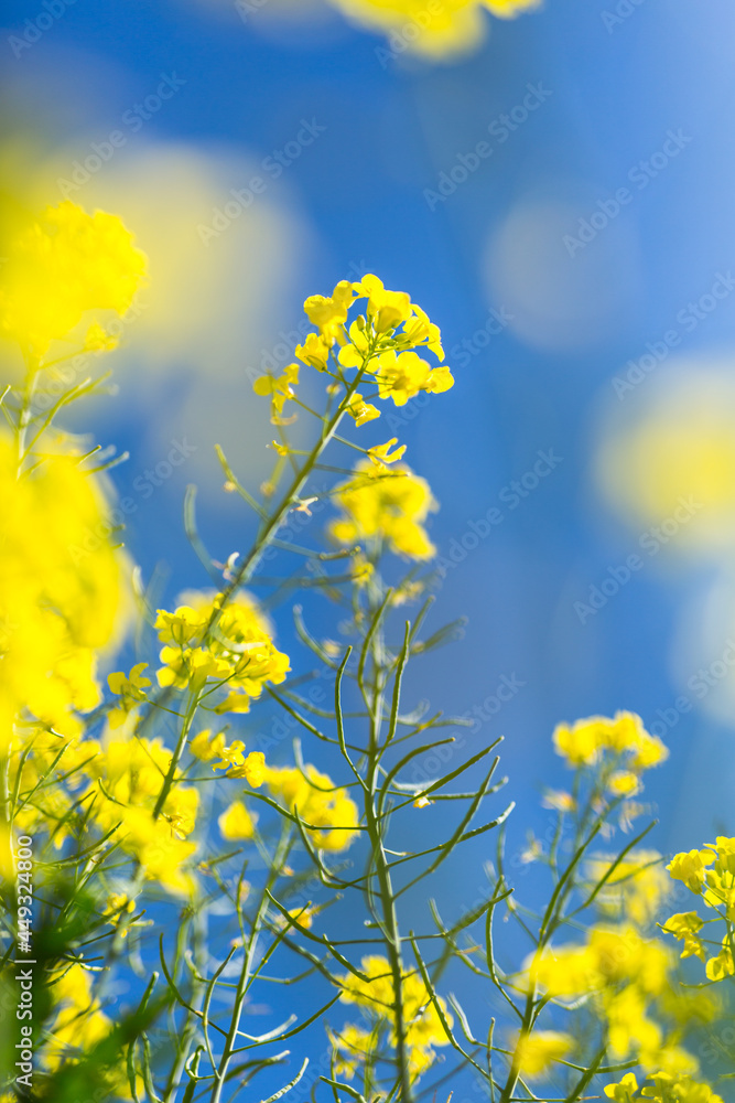 Yellow canola plant flowers and pods against a blue sky Yellow canola plant flowers and pods against a blue sky