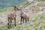 Time for sweet cuddles, magnificent moment between Ibex male (at left) and Ibex female (at right) in Alps mountains (Capra ibex)