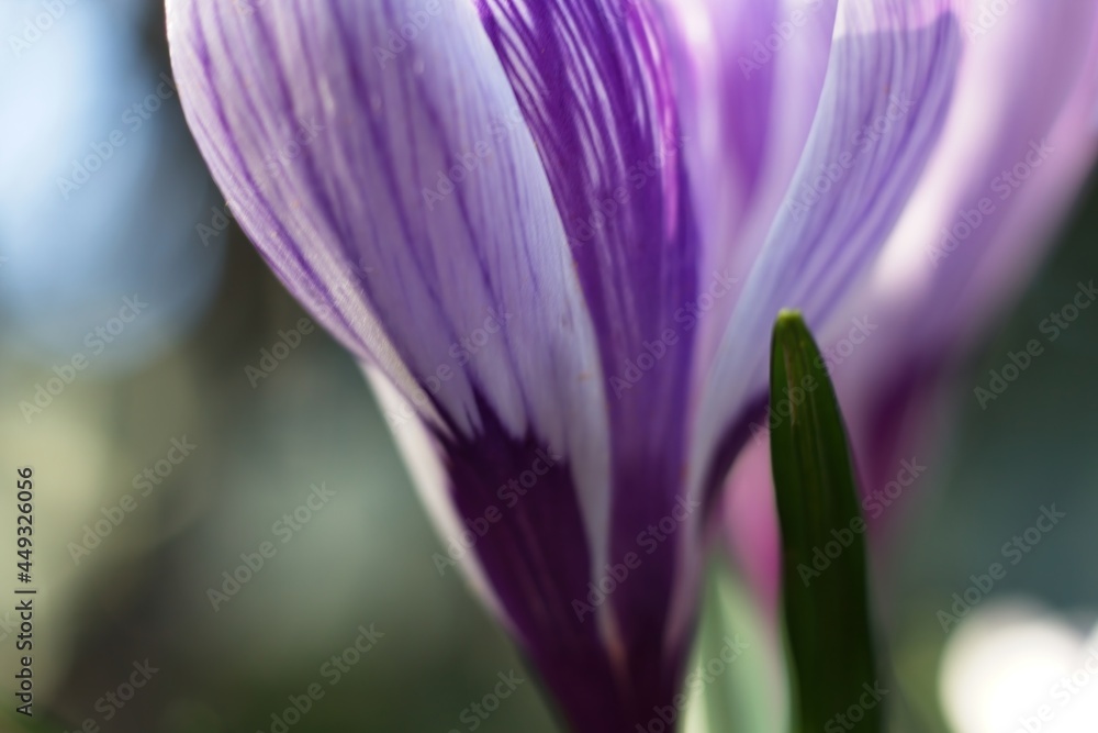 purple crocus in the garden purple crocus in the garden
