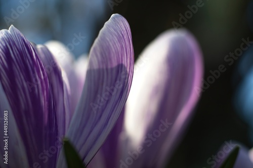 purple crocus in the garden