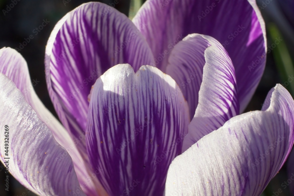 purple crocus in the garden purple crocus in the garden