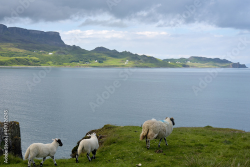 Sheep and lambs on Brothers Point on Isle of Skye, Inner Hebrides, Scotland