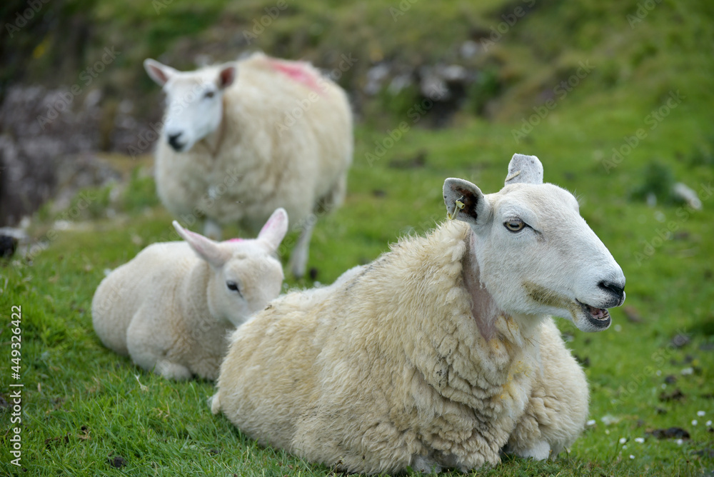 Sheep and lambs on Brothers Point on Isle of Skye, Inner Hebrides, Scotland Sheep and lambs on Brothers Point on Isle of Skye, Inner Hebrides, Scotland