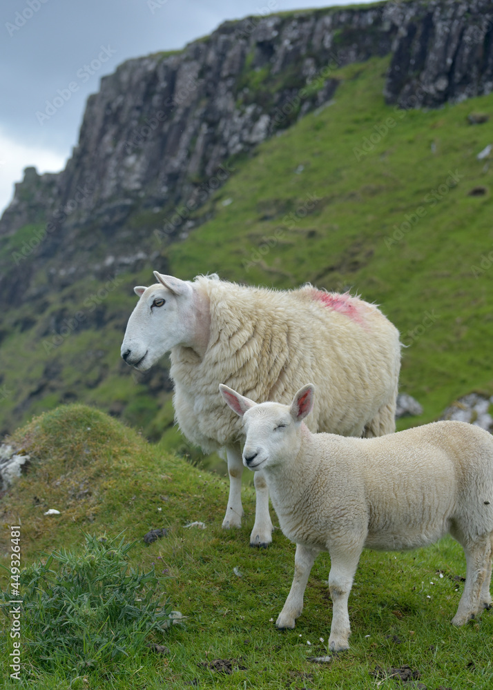 Obraz premium Sheep and lambs on Brothers Point on Isle of Skye, Inner Hebrides, Scotland