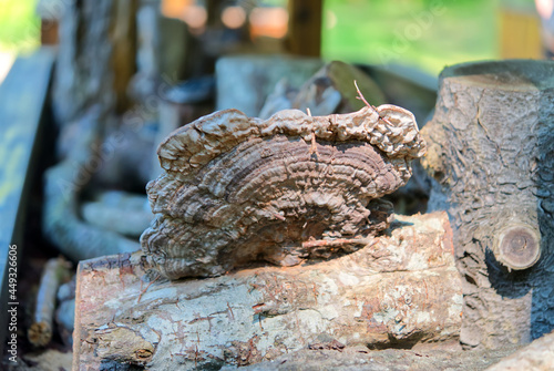 Wallpaper Mural A close up of the mushrooms tinder fungus on a tree. close up Torontodigital.ca