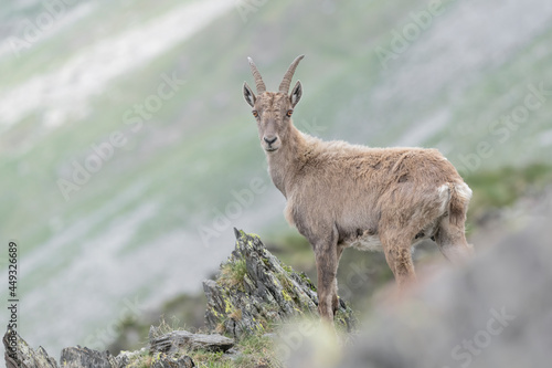 Ibex mountain female on mountain ridge  Capra ibex 