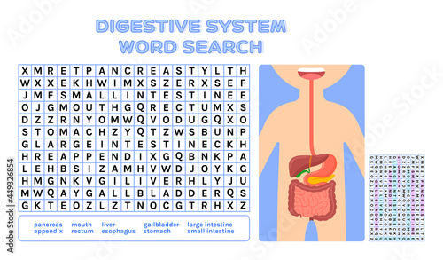 Digestive System Word Search Puzzle for Children. Education Intellectual Game for Study Biology, Anatomy the Internal Organs of a Human. Page from Workbook for Printing. Flat Cartoon Style. Vector