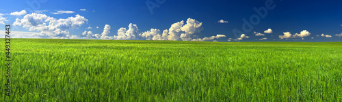 Green field and blue sky high quality panorama of great resolution