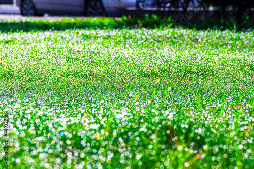 bright green grass covered with a lot of dew shining in the rays of the bright morning sun, selective focus