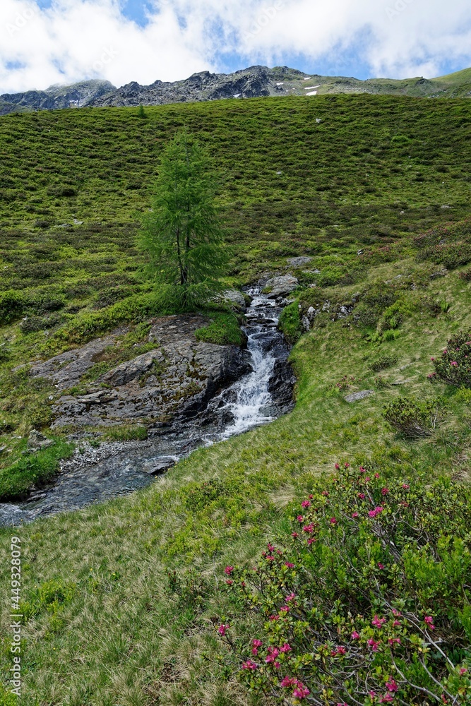 Fototapeta premium stream in the mountains